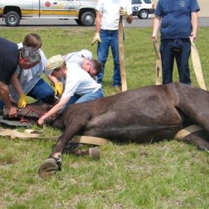 Techical Large Animal Emergency Rescue